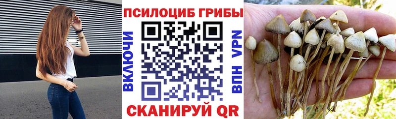 omg ссылка  Кочубеевское  Псилоцибиновые грибы мицелий 